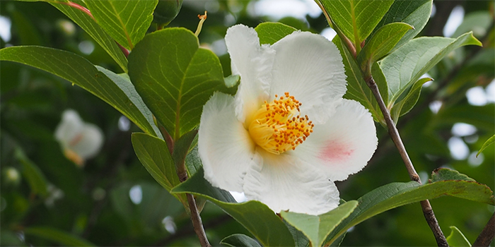 広島県呉市の花　ツバキ