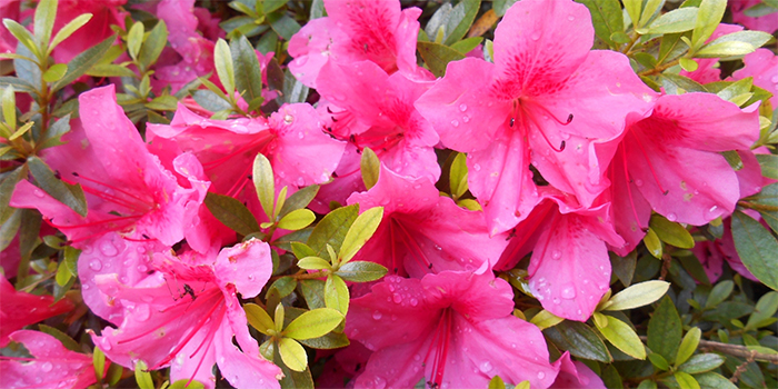 広島県三原市の花　サツキ