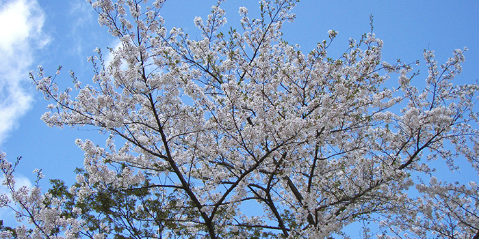 広島県三次市の花　サクラ
