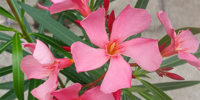 広島県広島市の花　キョウチクトウ