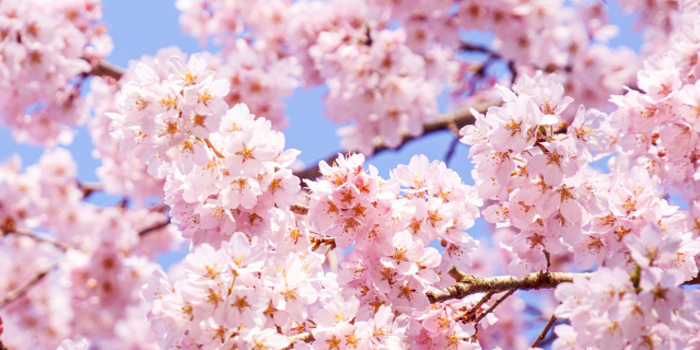 広島県尾道市の花　サクラ