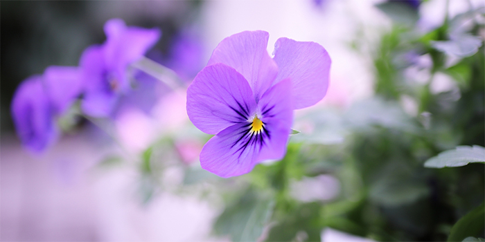 広島県大崎上島町の花　パンジー