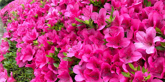 広島県大竹市の花 サツキ