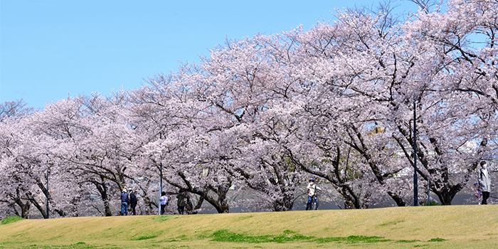 広島県庄原市の花　さくら