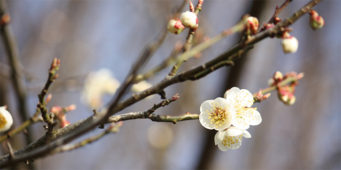 広島県竹原市の花　ウメ