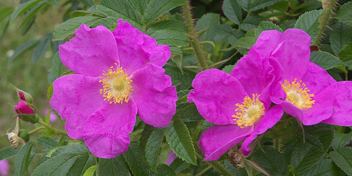 北海道の花　ハマナス