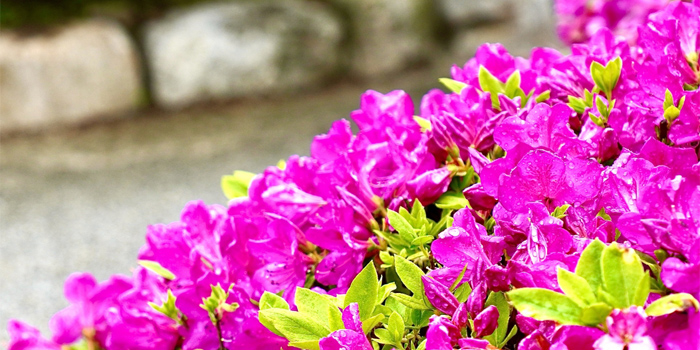 北海道旭川市の花　ツツジ