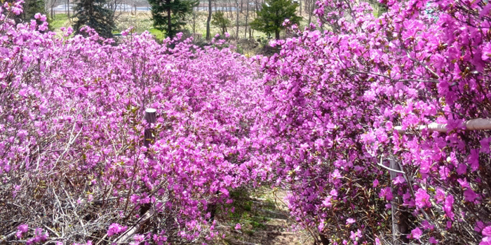 網走郡美幌町の花 エゾムラサキツツジ