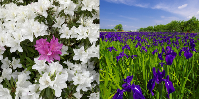 北海道千歳市の花　ツツジ・ハナショウブ