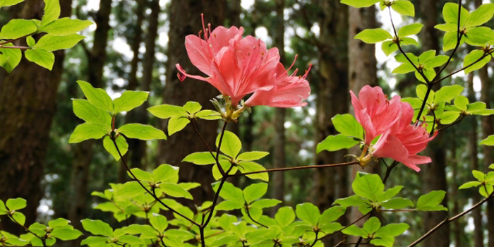 山形県寒河江市の花　ツツジ