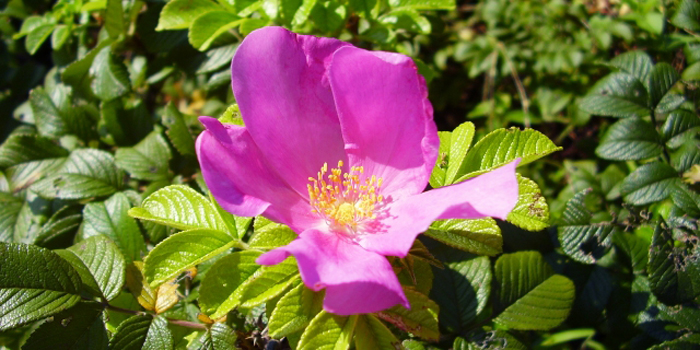 北海道石狩市の花　ハマナス