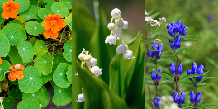 北海道釧路市の花　キンレンカ・スズラン・エゾリンドウ