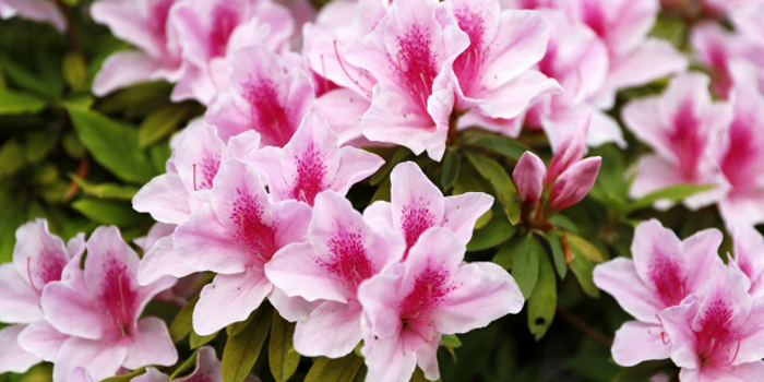 北海道小樽市の花 ツツジ