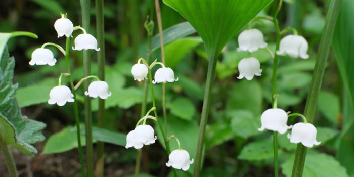 札幌市中央区の花　スズラン