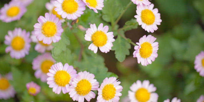 兵庫県の花　ノジギク