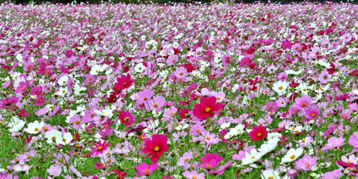 相生市の花 コスモス