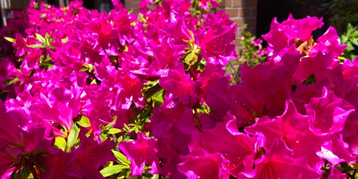 赤穂市の花　ツツジ