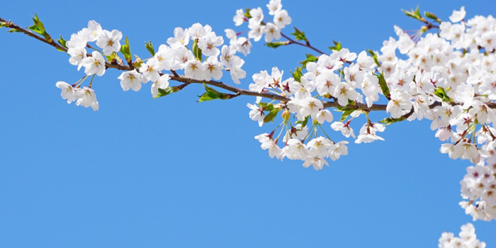 朝来市の花　さくら