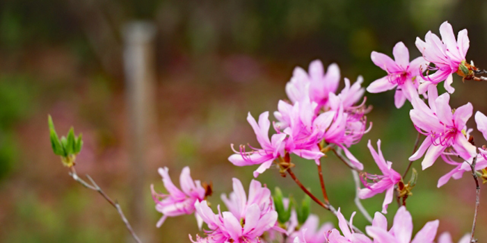 兵庫県芦屋市の花　コバノミツバツツジ