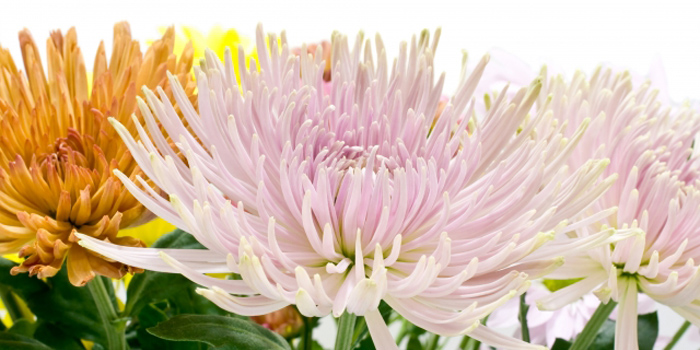 加古郡播磨町の花 菊