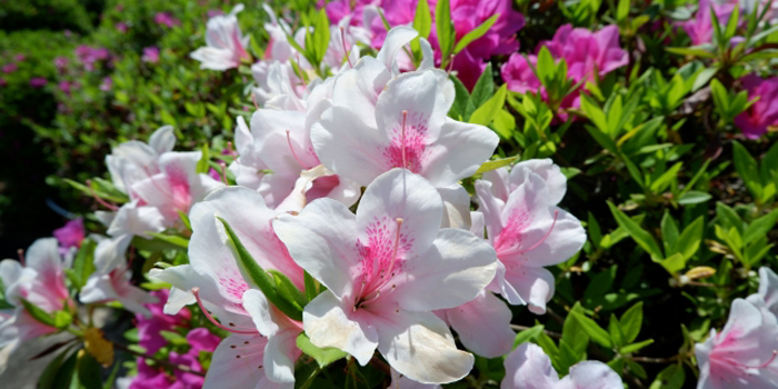 川辺郡猪名川町の花 ツツジ