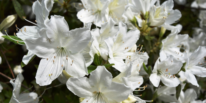 伊丹市の花　ツツジ