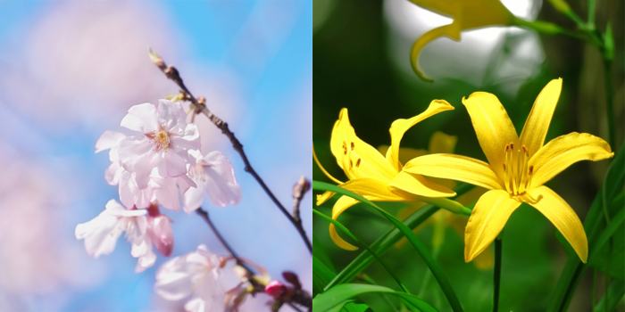 美方郡香美町の花　さくら・ユウスゲ