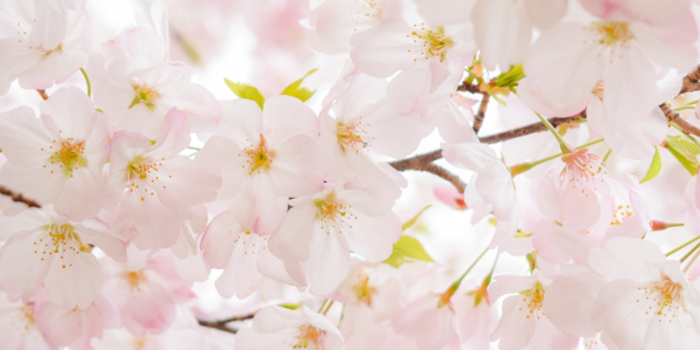 神崎郡神河町の花　さくら