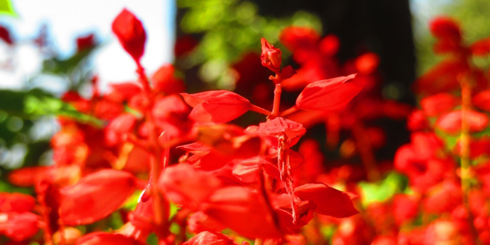 加西市の花　サルビア