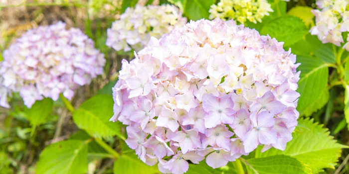 神戸市の花 アジサイ