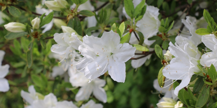 三木市の花　サツキ