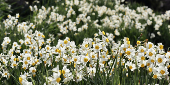 南あわじ市の花　日本水仙