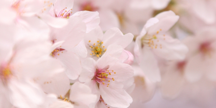 兵庫県西宮市の花　さくら