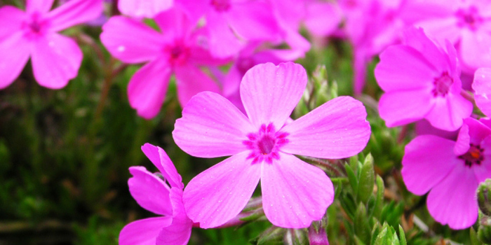 西脇市の花　シバザクラ