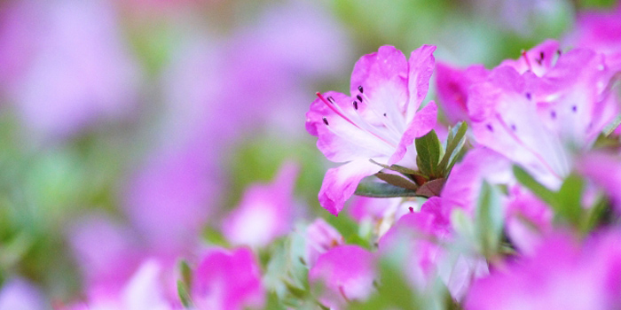 三田市の花　サツキ