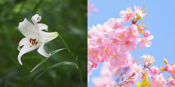 美方郡新温泉町の花　サクラ・ササユリ