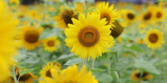 揖保郡太子町の花　ひまわり