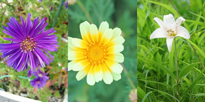 多可郡多可町の花　のぎく・春菊・ささゆり