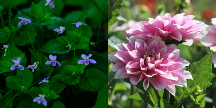 兵庫県宝塚市の花　スミレ・ダリア