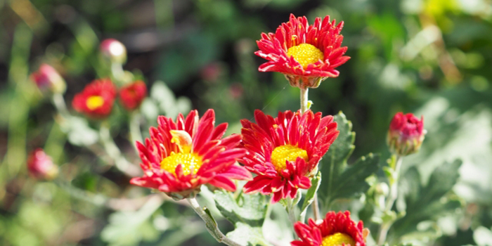 高砂市の花　キク