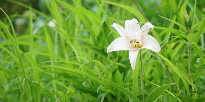 丹波篠山市の花　ささゆり