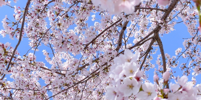 兵庫県たつの市の花　桜
