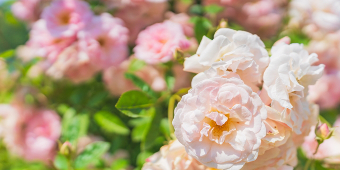 茨城県の花　バラ