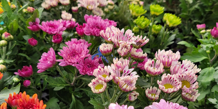 稲敷郡阿見町の花 キク