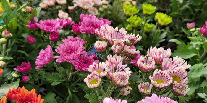 稲敷郡阿見町の花　キク