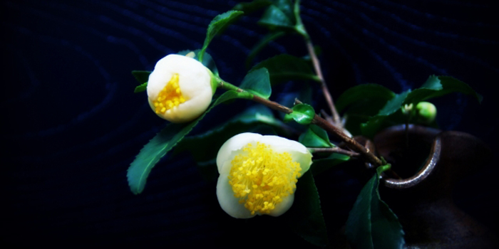 茨城県坂東市の花 チャノハナ