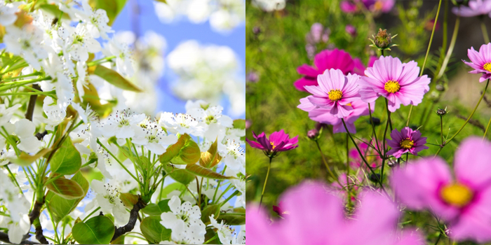 茨城県筑西市の花　なしの花・コスモス