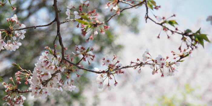 茨城県日立市の花　サクラ