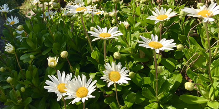 茨城県ひたちなか市の花　ハマギク