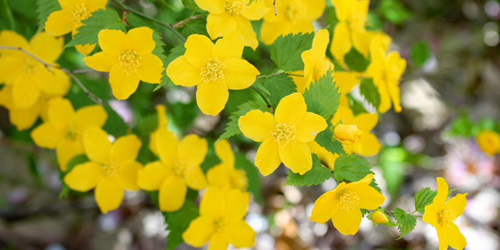 茨城県常陸太田市の花　ヤマブキ